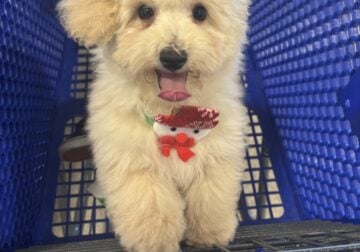 Maltipoo 21 weeks