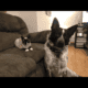 Rehoming 5yo blue heeler