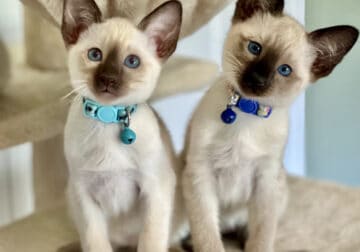 Siamese Pure Bred Kittens (Show quality)