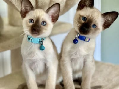 Siamese Pure Bred Kittens (Show quality)