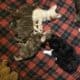 Tiny female long hair chihuahua puppies.