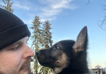 *PUPPIES* Belgian Malinois / German Shepard mix