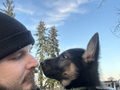 *PUPPIES* Belgian Malinois / German Shepard mix