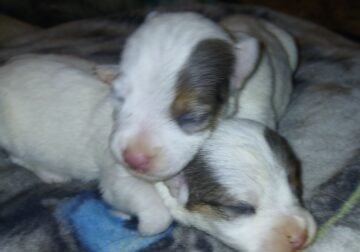 CKC Jack Russell Terriers