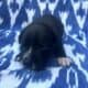 Pure bred Staffordshire Bull Terrier Puppies
