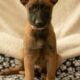 7 Malinois Puppies for Sale