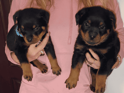 AKC Rottweiler pups