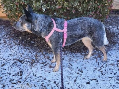 Australian Cattle Dog female
