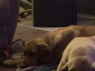 Red Labrador 4 years old