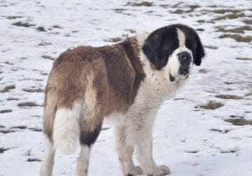 AKC Intact Saint Bernard female