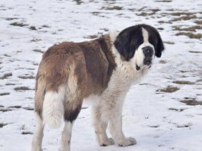 AKC Intact Saint Bernard female