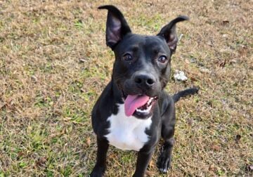 Pit Bull Mix