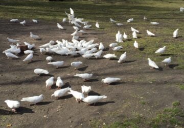 Pigeon