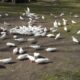 Pigeon