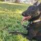 Beautiful Belgian Shepherds for rehoming ASAP