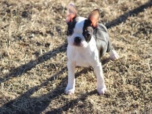 CKC Boston Terrier Puppies