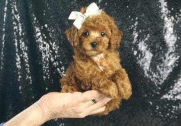 Commander AKC Poodle