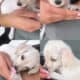 Puppies For Sale!! Message Me For Pricing!!! 🐶🐕‍