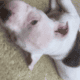 Adora-bull pit bull puppies!