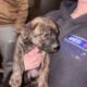 English Mastiff/Austrailan Shepered
