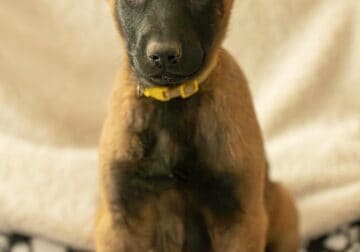 7 Malinois Puppies for Sale