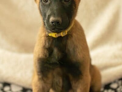 7 Malinois Puppies for Sale