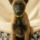 7 Malinois Puppies for Sale