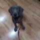 Weimaraner pups for sale