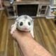 Sugar gliders looking for home!!