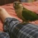Yellow sided Conure