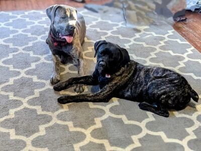 Cane Corso dogs