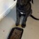 Cane Corso Puppies