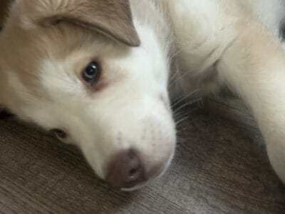 Shepsky Puppies