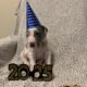 Male Blue Harlequin Great Dane