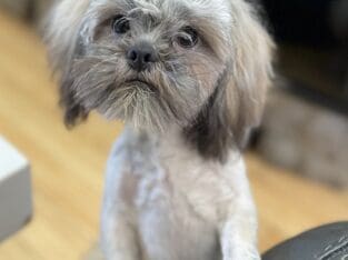 Liver Shih Apso’s