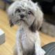 Liver Shih Apso’s