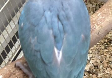 Indian Ringneck babies