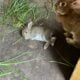 Dewlap ears bunny