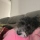Aussiedoodle mini neutered male