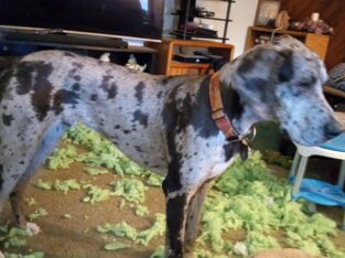Blue merle great Dane 15 months old