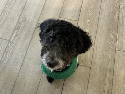 Aussiedoodle mini neutered male