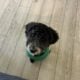 Aussiedoodle mini neutered male