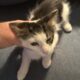 Playful and Friendly Exotic White Cats for Adoptio