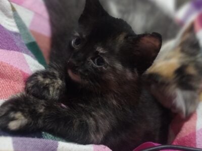Manx polydactyl kittens