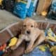 AKC Lab Puppies for Sale
