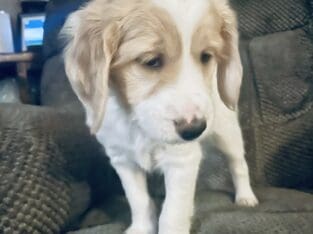 Mini golden doodles