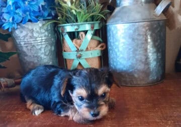 Tiny yorkie girl