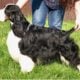 AKC English Springer Spaniels Champion Bloodlines