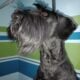 Giant Schnauzer Puppies