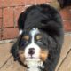 Beautiful Bernese Mountain Dog Puppies due 2/15